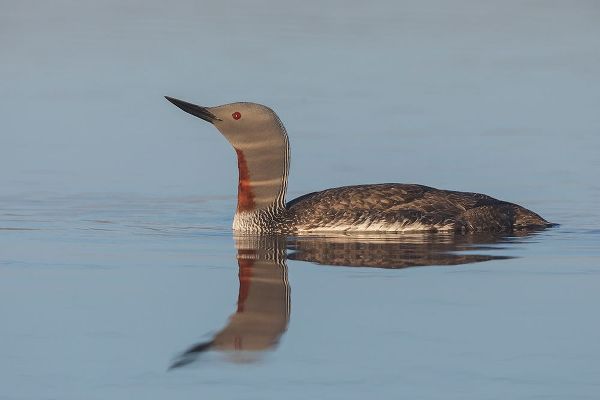 Red-throated Loon-misty morning